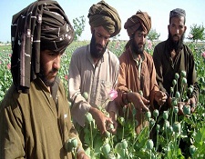طالبان فراه به کِشت وسیع مواد مخدر دست زدند