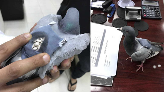 بازداشت کبوتر قاچاقچی در مرز کویت!