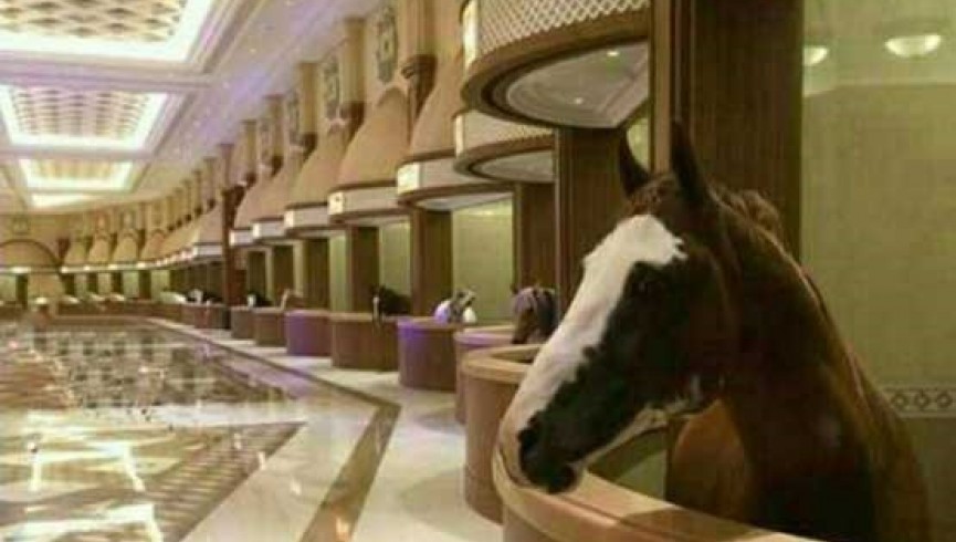 اقامت اسب های عرب در هوتل لوکس 