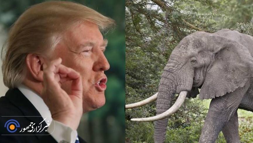 تصمیم ترامپ در مورد فیل‌های آفریقا