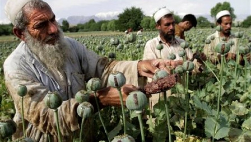 سیگار: پیروزی بر طالبان بدون نابودی مواد مخدر ممکن نیست