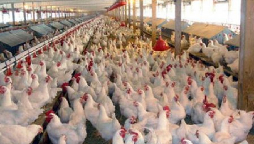 شیوع بیماری آنفولانزای پرندگان در شهر کابل تایید شد