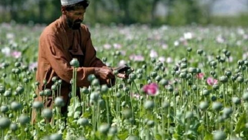 تېرکال افغانستان کې د نشه يي توکو عواید تر ۶ میلیارد ډالر وو