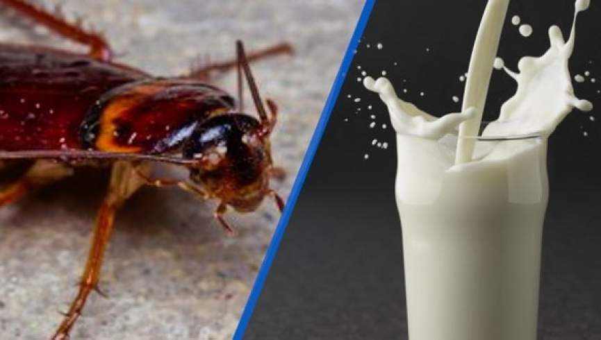 خواص شیر مادرکیک: دانشمندان می گویند شیر حشرات مقوی تر از حد تصور است!