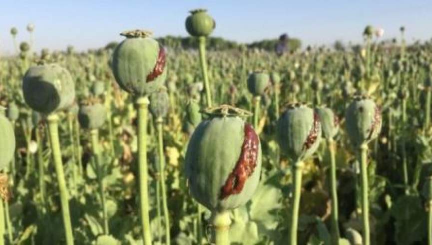 کشت مواد مخدر در افغانستان 20 درصد کاهش یافته است