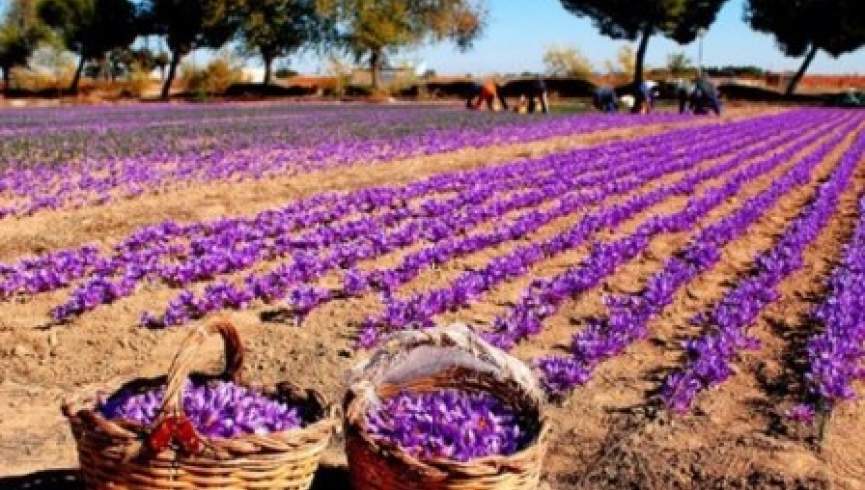 وزارت زراعت: قاچاق زعفران به افغانستان متوقف نشده است