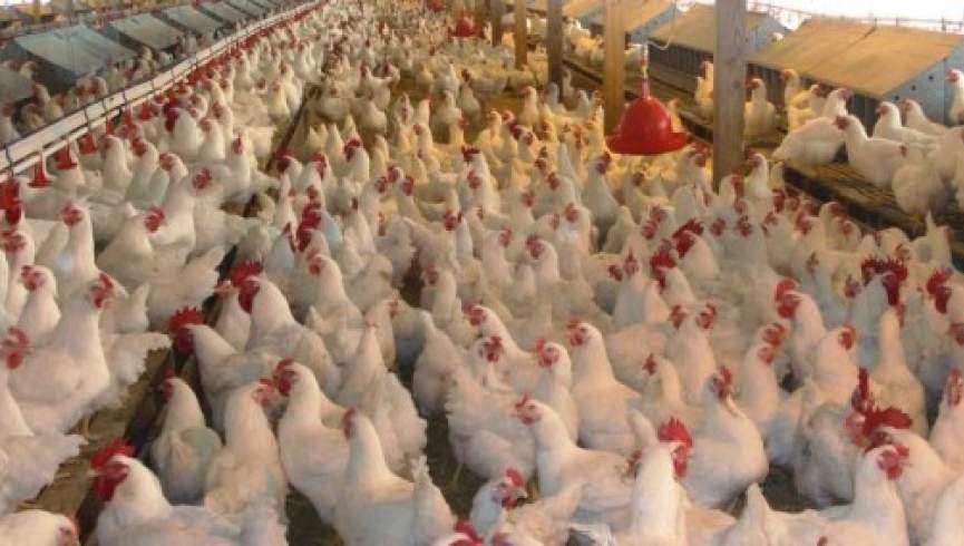 افغانستان در زمینه تولید گوشت مرغ به خودکفایی نزدیک شده است