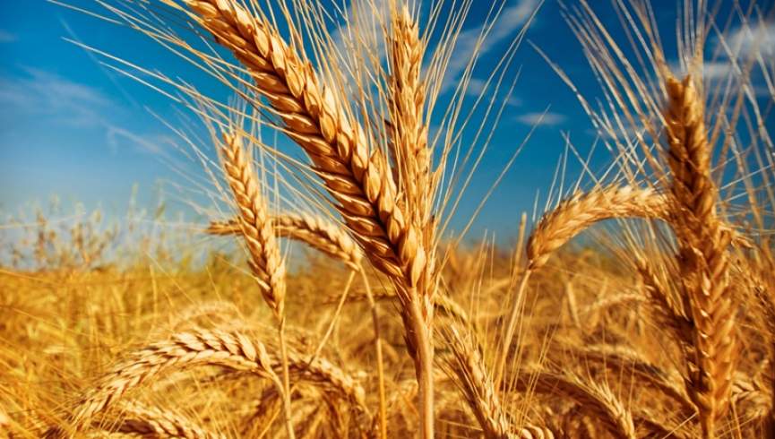تولید جهانی گندم افزایش پیدا می‌کند