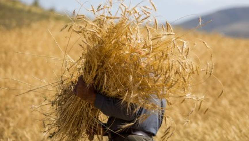 وزارت زراعت: تولید گندم در سال جاری 42 درصد افزایش خواهد داشت