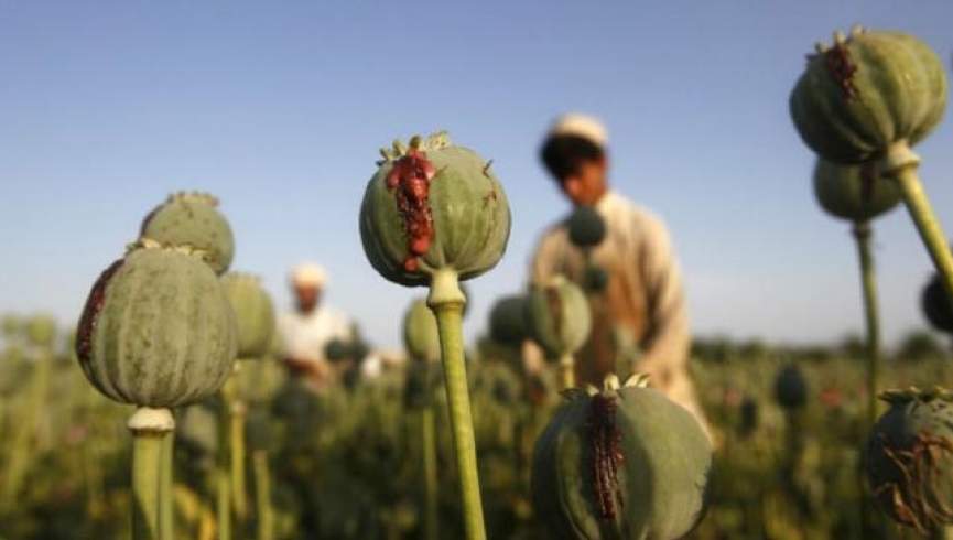 دولت افغانستان توان محو خشخاش را ندارد/ شمار معتادان تا چند سال آینده دو برابر خواهد شد