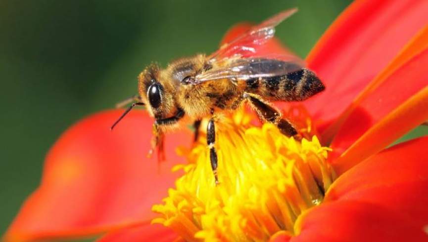 چرا ۵۰۰ ملیون زنبور در برازیل مردند؟