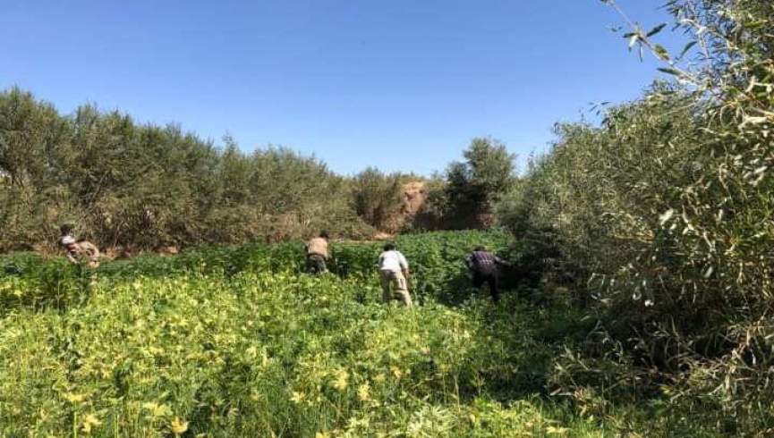 هفت جریب زمین زیر کشت چرس در هرات تخریب شد