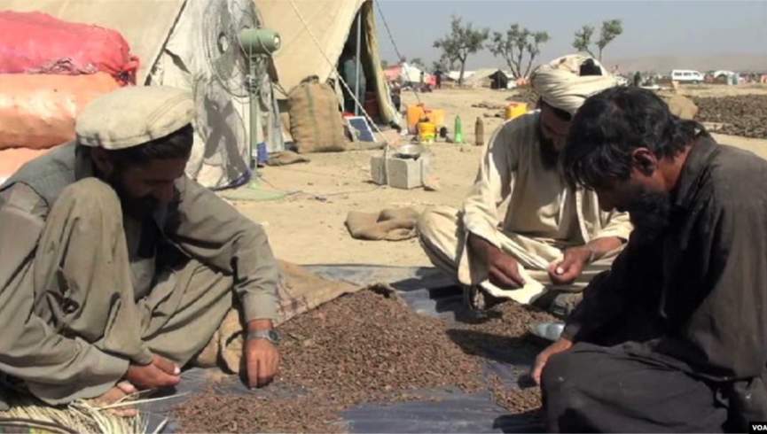 د جلغوزو، پستې او زعفران قاچاق منع شو، قاچاق وړونکي به عدلي ارګانونو ته وسپارل شي