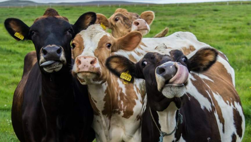 گاوها در مورد غذا و آب و هوا با یکدیگر صحبت می‌کنند
