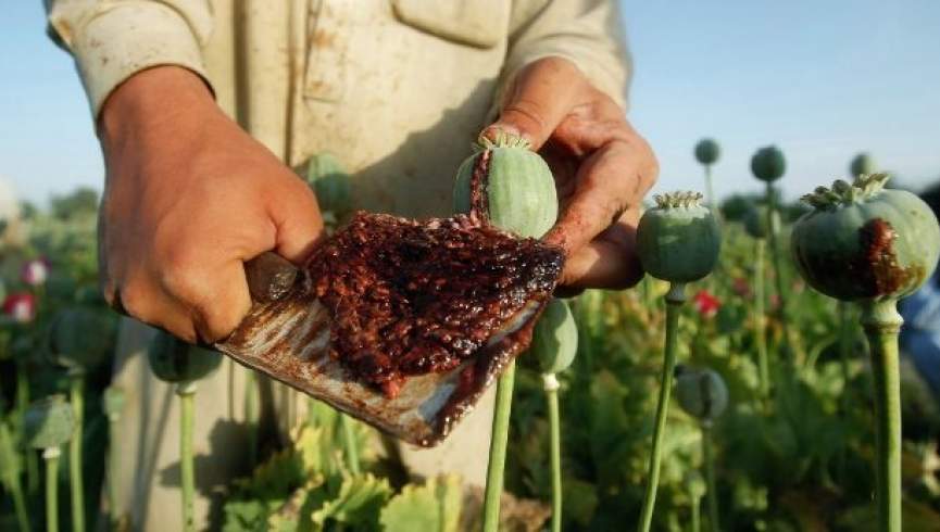 کاخ سفید: تولید تریاک در افغانستان افزایش یافته است