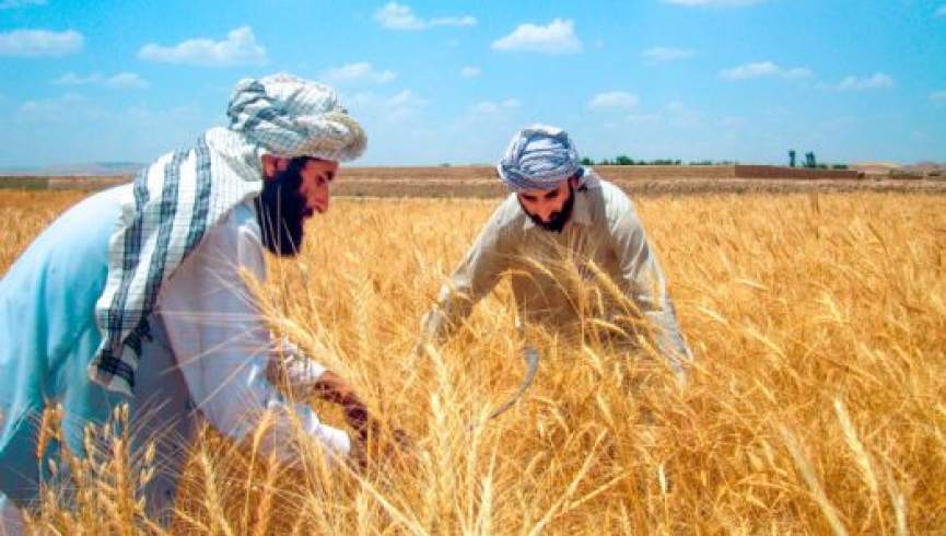 نگرانی وزارت زراعت از احتمال خشکسالی در 1400؛ افغانستان با کمبود گندم مواجه خواهد شد