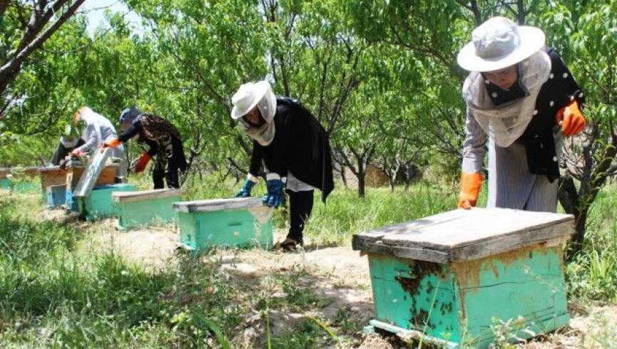 وزارت زراعت: نزدیک به 2500 تُن عسل در سال گذشته تولید شده است