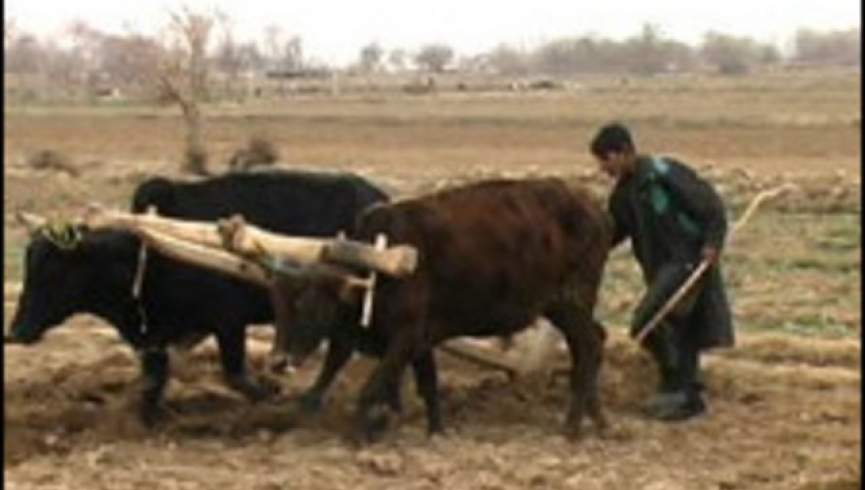 ملګري ملتونه: وچکالي ۷ میلیونه افغان ګرونده ګرو ژوند ګواښي