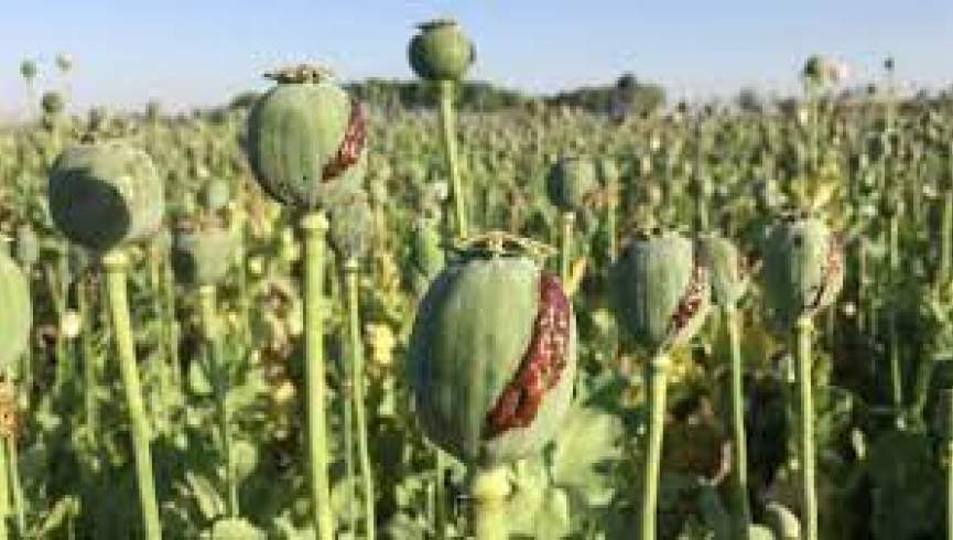 افزایش تولید تریاک در افغانستان؛ جهان شاهد سیل هروئین خواهد بود
