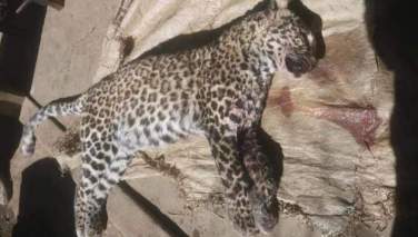 یک پلنگ کمیاب در ولایت نورستان کشته شد