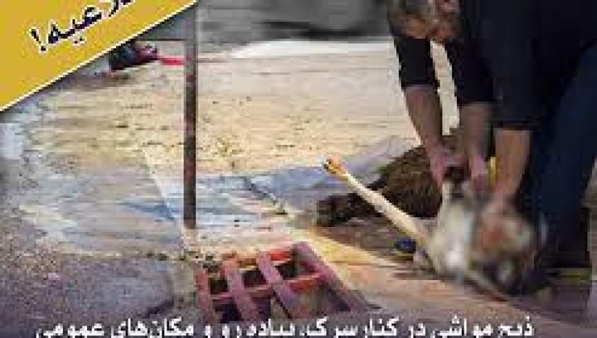 شهرداری کابل: کشتن مواشی کنار جاده‌های شهر تخلف است