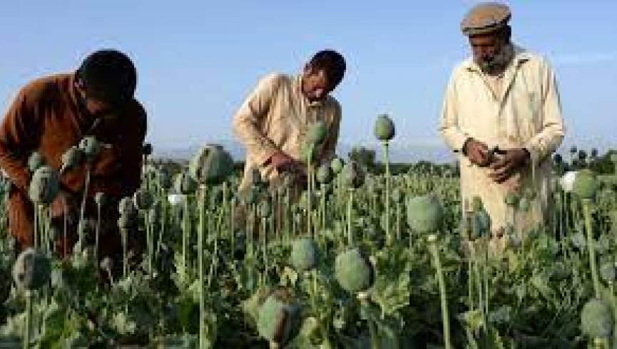 سازمان ملل: افغانستان همچنان بزگترین تولید کننده مواد مخدر است