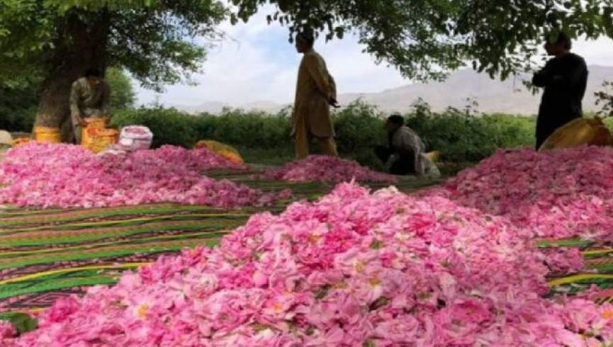 ننګرهار کې د ګلابو حاصلات ۲۰ سلنه زیات شوي دي