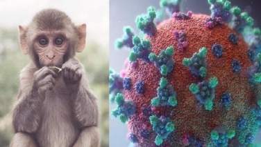 سازمان صحت جهانی تاکید کرد «آبله میمون» در جهان همه گیر نخواهد شد