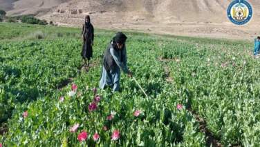 هزار جریب زمین کشت کوکنار در هرات از بین برده شد