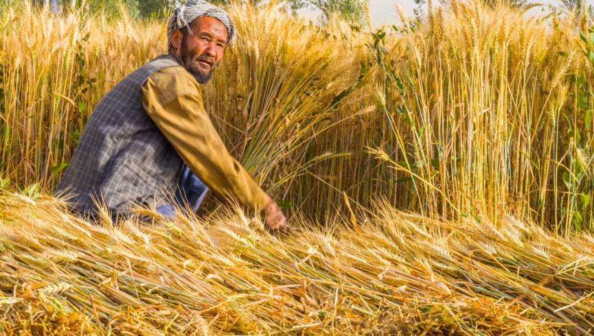 زراعت بادغیس امسال جان تازه‌ای را گرفته است