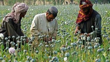 مواد مخدر؛ امپراتوری مالی طالبان