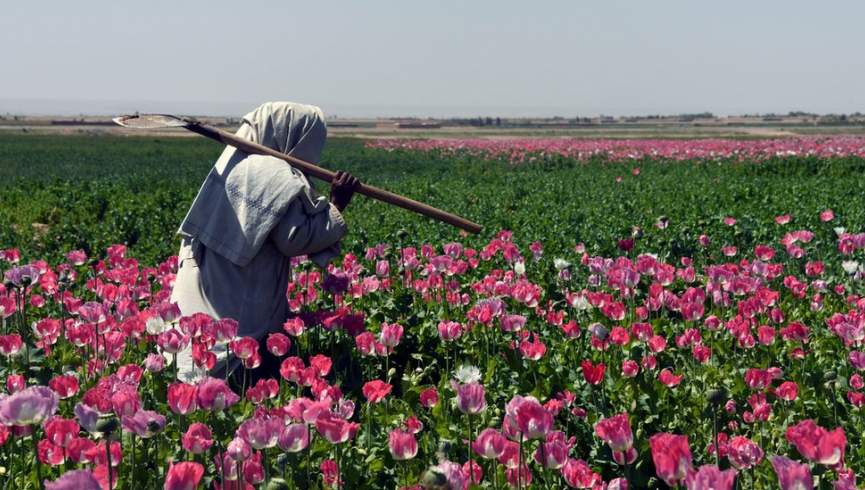 برېتانوي بنسټ: هلمند کې د کوکنارو کښت ۹۹ سلنه کم شوی دی