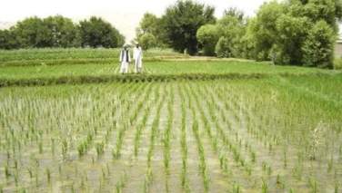 طالبان: امسال 400 هزار تُن برنج برداشت شده‌است