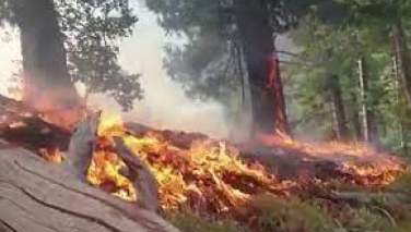 جنگلات نورستان دچار آتش‌سوزی شد