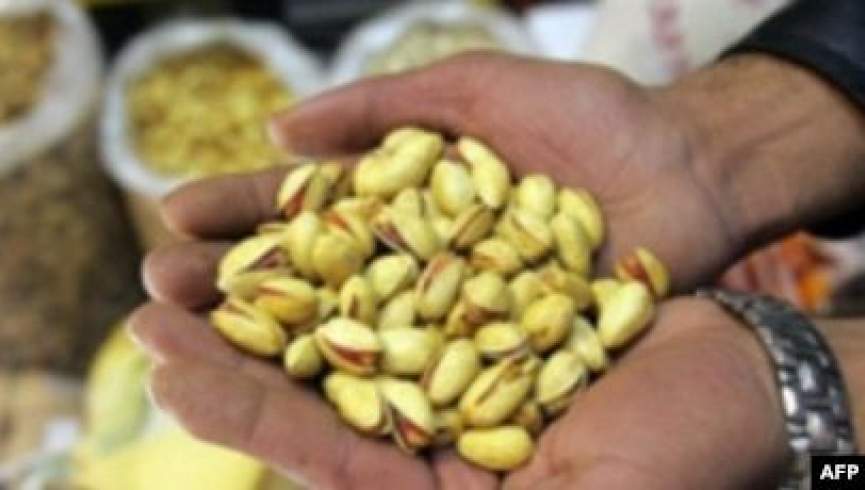 30 باشنده هرات بخاطر رفتن به جنگلات پسته از سوی طالبان بازداشت شدند