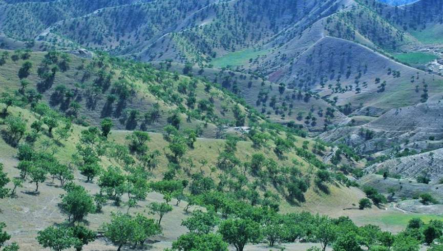 طالبان به باشندگان بادغیس؛ در صورت اخلال در جنگلات پسته شکنجه خواهید شد