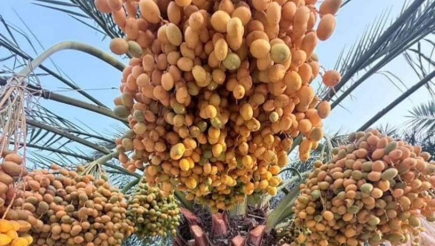 ننګرهار کې د خرما حاصلات زیات شوي