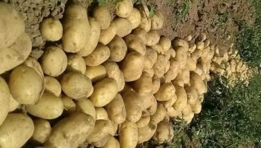 خشکسالی و آفت، برداشت کچالوی بامیان را به کمترین میزان در سال‌های اخیر رسانده است