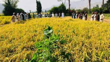 فائو په افغانستان کې د وریجو کښت او تولید زیاتوي