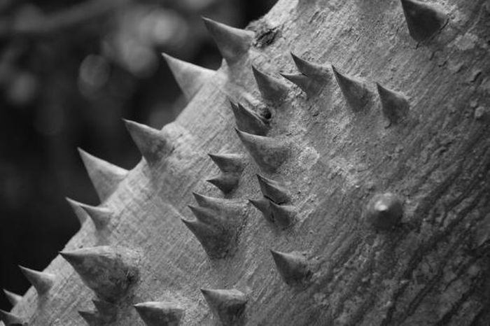 Ts Leather Thorns Pics