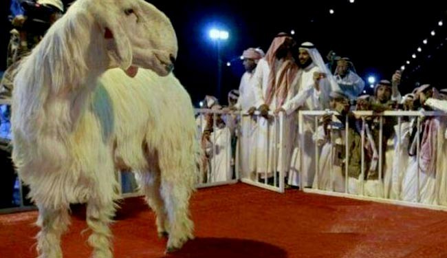 بز 80 هزار دالری در عربستان !