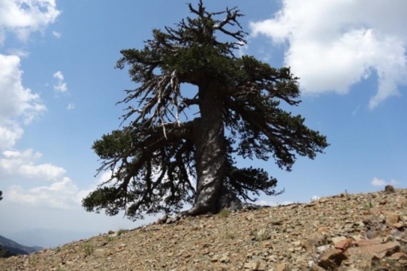 کشف پیرترین درخت اروپا