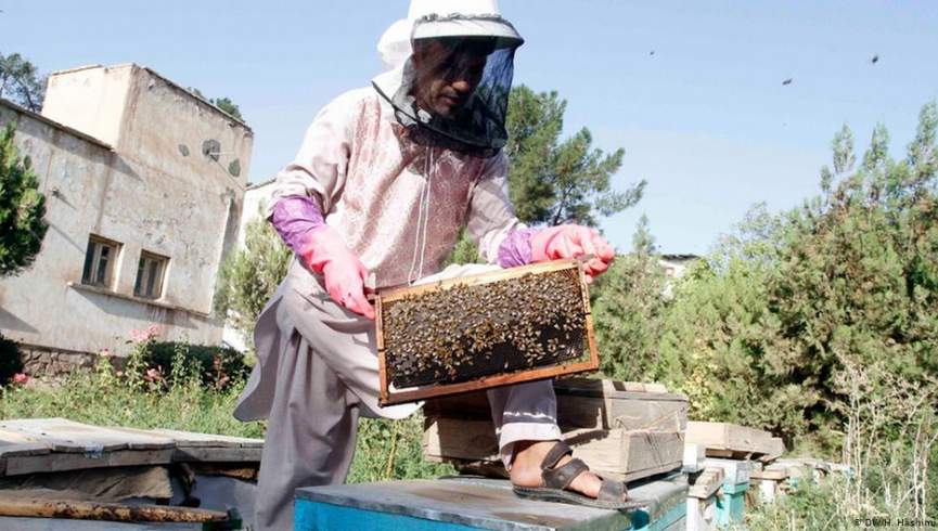کندوهای عسل هرات امسال 150 تن عسل تولید کردند