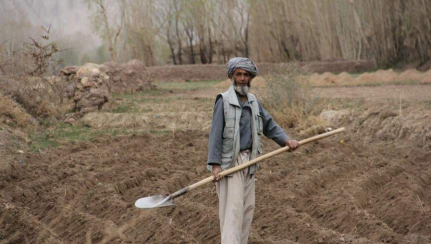 کشاورزان غور بر صفر درآمد کار میکنند