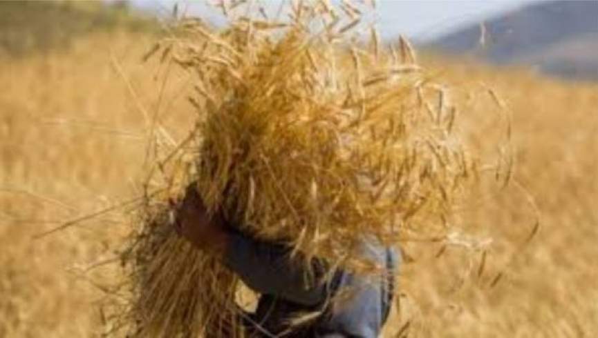 خشکسالی در افغانستان؛ تولید گندم یک میلیون تن کاهش می‌یابد