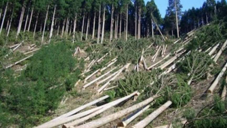 ملا برادر: د ځنګلونو وهونکي باید د قانون منګولو ته وسپارل شي