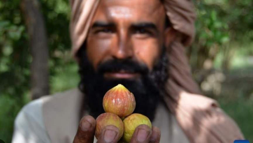 از خواص شگفت‌انگیز این میوه غافل نباشید