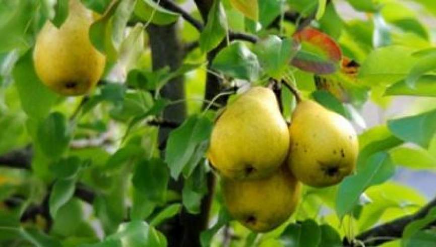 با فواید درمانی میوه ناک آشنا شوید