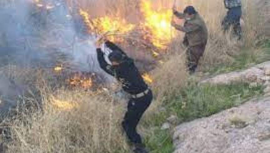 جنگلات پل‌پشتون در شهر هرات در آتش سوخت
