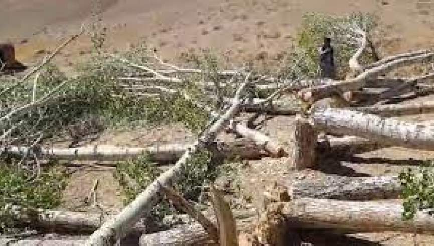 کوچی‌های مسلح درختان ساحه سبز یک مکتب را در بامیان قطع کردند